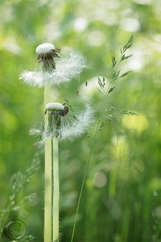 two dandelions in the middle of a green field