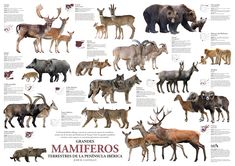 an animal poster with many different types of animals in spanish and english words on it