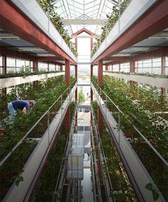 an indoor greenhouse with plants growing on the ceiling and people working in the area below