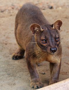 a small brown animal walking across a dirt field