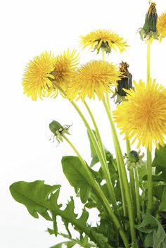 a vase filled with lots of yellow flowers