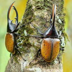 two brown and black bugs sitting on top of a tree