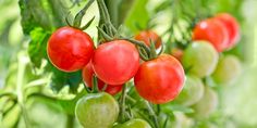 tomatoes growing on the vine in an open field