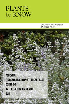 the front cover of plants to know, featuring white flowers and green leaves in the background