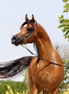 a brown horse with black mane and tail