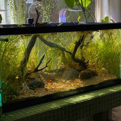 an aquarium with plants and rocks in it