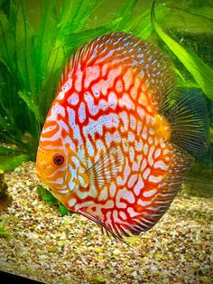 an orange and white fish in a tank filled with water next to green plants, rocks and gravel