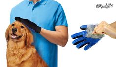 a dog is being groomed by a man in blue shirt and black rubber gloves