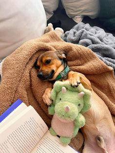 a small dog laying on top of a blanket next to a stuffed animal and an open book