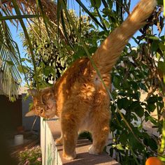 an orange and white cat standing on top of a cement wall next to trees with green leaves