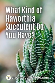 a close up of a plant with the words what kind of haworthia succulent do you have?