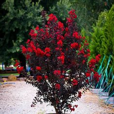 a potted plant with red flowers in the middle of a dirt road surrounded by trees