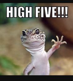 a gecko that is standing up with its arms in the air and it says high five