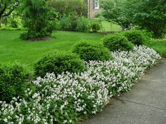 white flowers line the side of a sidewalk in front of a green lawn and house