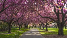 the trees are blooming all over the park