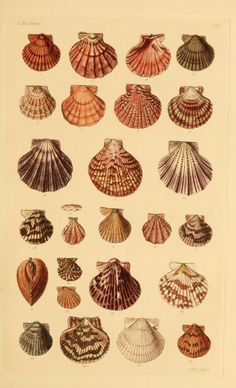 an antique print of seashells from the 19th century