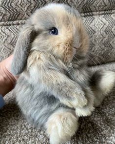 a small rabbit sitting on top of a couch