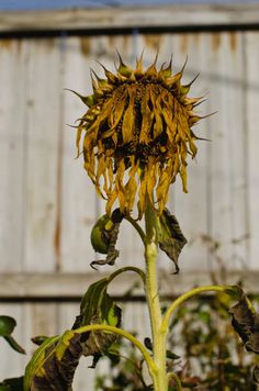 a sunflower is blooming in front of an old wooden building with peeling paint on it