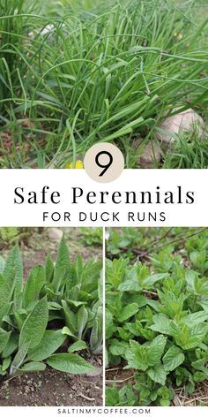 some green plants with the words safe perennials for duck runs