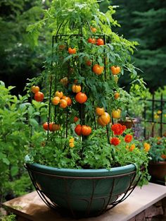 Best Edible Plants: Lush Tomato Plant with Vibrant Marigolds Marigold Landscaping, How To Plant Flowers, Marigold Plant, Growing Marigolds, Planting Marigolds, Garden Backdrops, Plant Clips