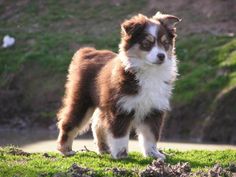 a brown and white dog standing on top of a lush green field next to a hillside