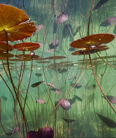 water lilies floating on the surface of a pond filled with green and purple plants