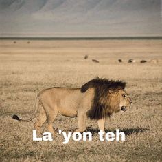 a lion walking across a dry grass field with the words la'yon teh in front of it