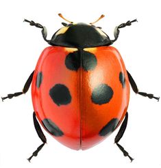 an orange and black lady bug with spots on it's body