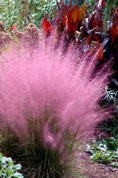 a pink plant in the middle of a garden