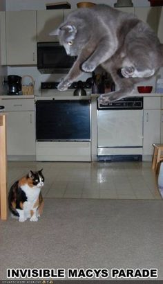 two cats jumping up in the air near each other