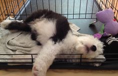 a black and white dog laying in a cage