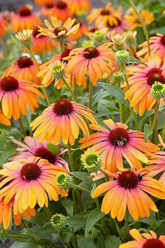 many orange and yellow flowers with green leaves