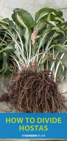 several different types of plants with the words how to divide hostas on top of them