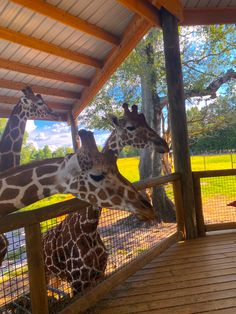 three giraffes standing next to each other near a fence