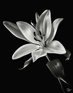 a yellow flower with green leaves on a black background