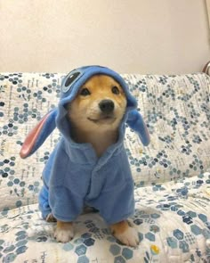 a small dog wearing a blue outfit on top of a bed