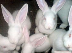 four white rabbits sitting next to each other