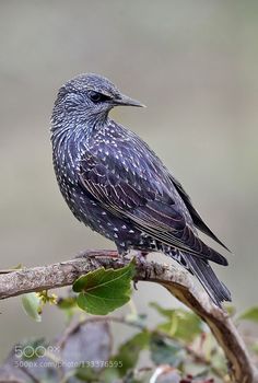 a bird sitting on top of a tree branch