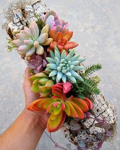 a hand holding a bunch of succulents on top of a piece of wood