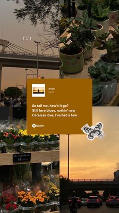 a series of photos showing different types of flowers and plants in the foreground with an overpass in the background