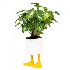 a potted plant with yellow duck legs