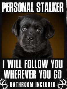 a black dog is sitting in front of a sign that says, i will follow you wherever you go