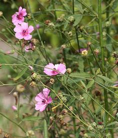 some pink flowers are growing in the grass