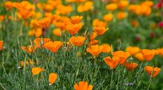 many orange flowers are growing in the grass