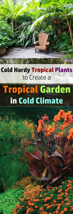 the cover of cold - hard tropical plants to create a tropical garden in cold climate