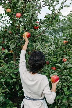 a woman picking apples from a tree with lots of leaves and fruit in her hands