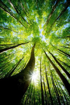 the sun shines through some tall trees in a green forest, looking up into the sky