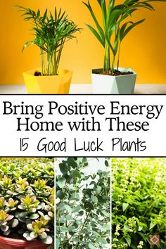 some potted plants with the words bring positive energy home with these 15 good luck plants