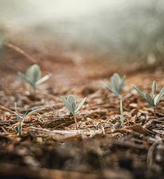 small green plants sprouting out of the ground in an open area with dirt and grass