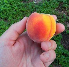 a hand holding a small peach in front of some grass